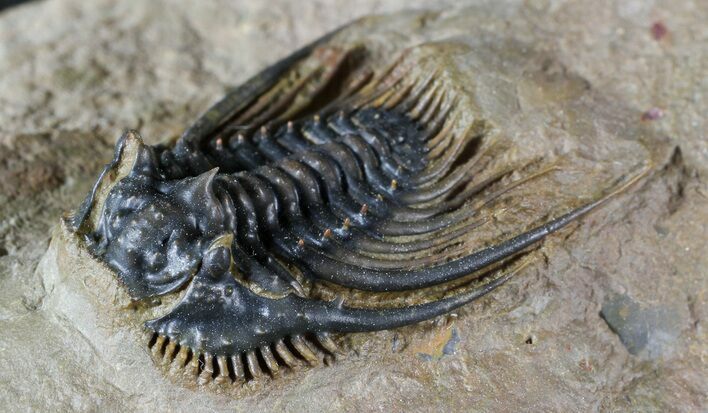 Spiny Leonaspis Trilobite - Exquisite Preparation #63181